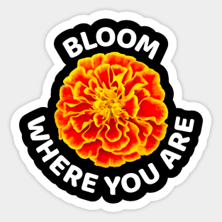 Bloom where you are with happy golden marigold Sticker